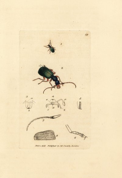 Laufkäfer, Drypta dentata (Goldmundiger Carabus, Carabus chrysostomos). Handkolorierter Kupferstich von James Sowerby aus The British Miscellany, oder Coloured figures of new, rare, or little known animal subjects. von James Sowerby