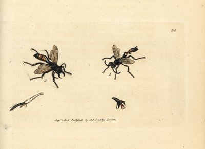 Haarige Sandwespe, Podalonia hirsuta von James Sowerby