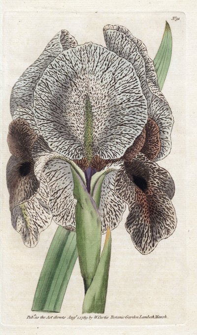 Iris de Chalcedoine oder Susa - Lithographie von James Sowerby (1757-1822), aus dem Botanical Magazine von William Curtis (1746-1799) von James Sowerby