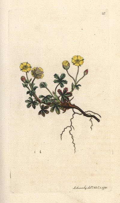 Großblütige Fingerkraut, Potentilla grandiflora. Handkolorierter Kupferstich nach einer Illustration von James Sowerby aus James Smiths English Botany, London von James Sowerby
