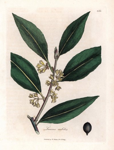 Lorbeer. Handkolorierte Kupferstichgravur nach einer Zeichnung von James Sowerby (1757-1822) in Botanique Medicinale von James Sowerby