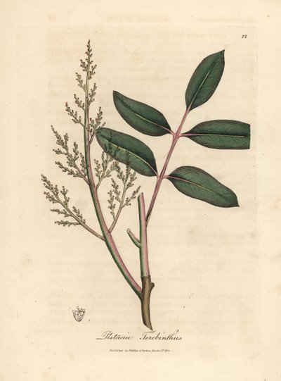 Blätter und Blüten des Chianbaums oder Zypressen-Terpentinbaums, Pistacia terebinthus von James Sowerby