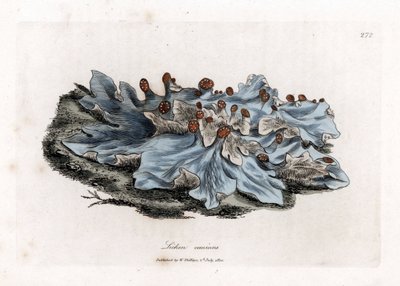 Aschenfarbige Flechte, Lichen caninus von James Sowerby