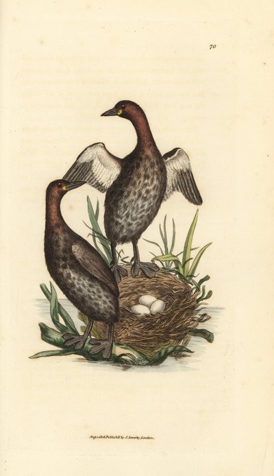 Zwergtaucher, Tachybaptus ruficollis (Kleiner Schwarzkehltaucher, Colymbus hebridicus?). Paar auf Nest mit drei Eiern. Handkolorierte Kupferstichgravur von James Sowerby aus The British Miscellany, oder Coloured figures of new, rare, or little known animal von James Sowerby