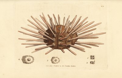 Langstachelige Seeigel, Cidaris cidaris von James Sowerby