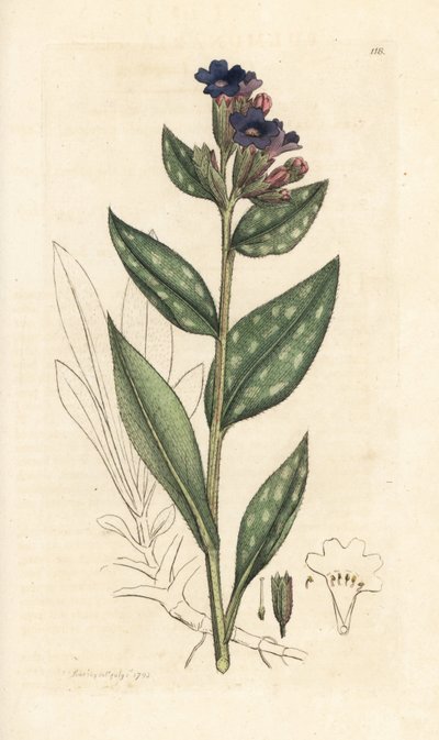 Lungenkraut, Pulmonaria officinalis. Handkolorierter Kupferstich nach einer Illustration von James Sowerby aus James Smiths English Botany, London von James Sowerby