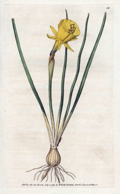 Medusa-Trompete - Lithographie von James Sowerby (1757-1822), aus William Curtis