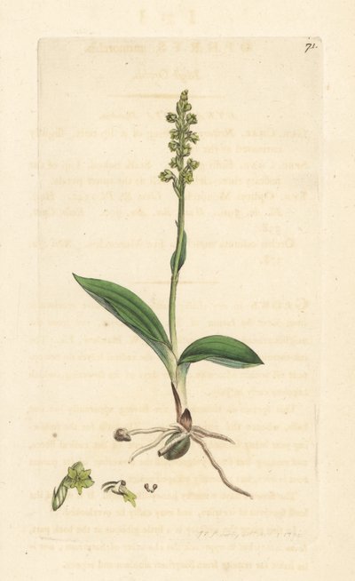 Mücken-Händelwurz, Herminium monorchis von James Sowerby