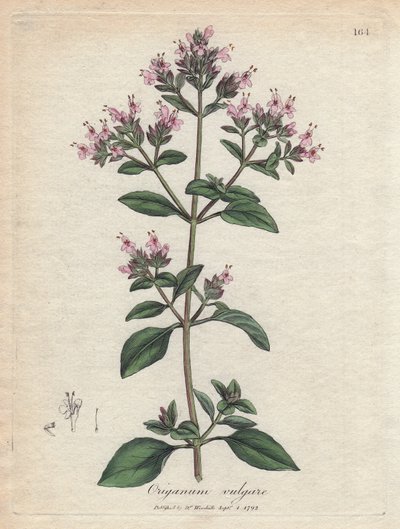 Oregano von James Sowerby