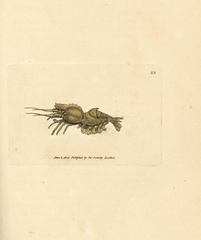 Papageiengarnele, Spirontocaris spinus. Handkolorierter Kupferstich von James Sowerby aus The British Miscellany, or Coloured figures of new, rare, or little known animal subjects von James Sowerby