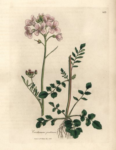 Rosa blühendes Wiesenschaumkraut, Cardamine pratensis von James Sowerby