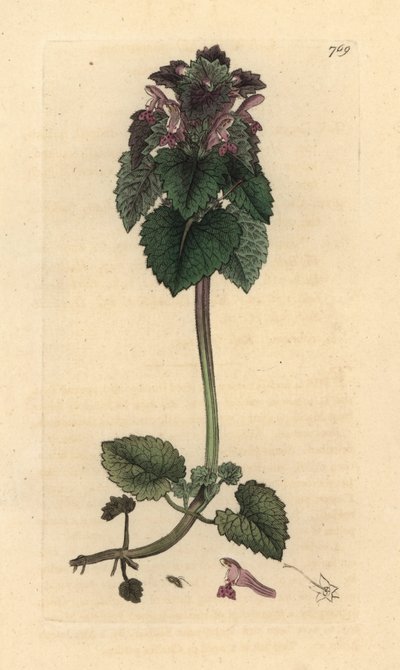 Rote Taubnessel, Lamium purpureum, handkolorierter Kupferstich nach einer Zeichnung von James Sowerby für James Smiths 