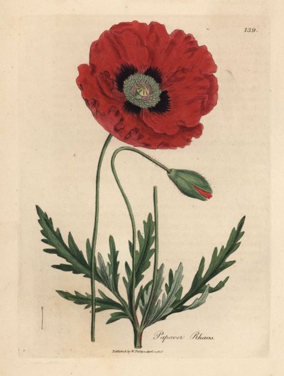 Roter oder Kornmohn, Papaver rhoeas von James Sowerby