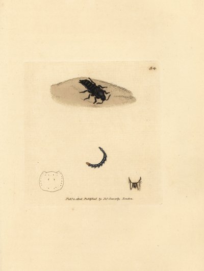 Kurzflügelkäfer, Velleius dilatatus (Gezähnter Staphylinus, Staphylinus concolor). Handkolorierte Kupferstichgravur von James Sowerby aus The British Miscellany, oder Coloured figures of new, rare, or little known animal subjects. von James Sowerby