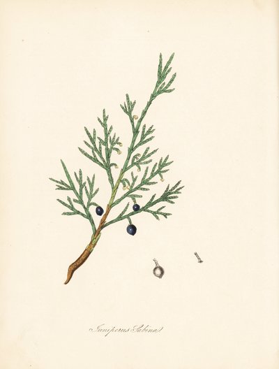 Sabine Wacholder - Gemeiner Sadebaum oder Wacholder Sadebaum, Juniperus sabina. Aus einer Illustration von James Sowerby aus William Woodville und Sir William Jackson Hooker