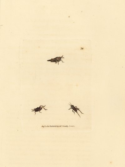 Schlanker Grashüpfer, Tetrix subulata (AWL-förmiges Acrydium, Acrydium subulatum). Handkolorierter Kupferstich von James Sowerby aus The British Miscellany, oder Coloured figures of new, rare, or little known animal subjects. von James Sowerby