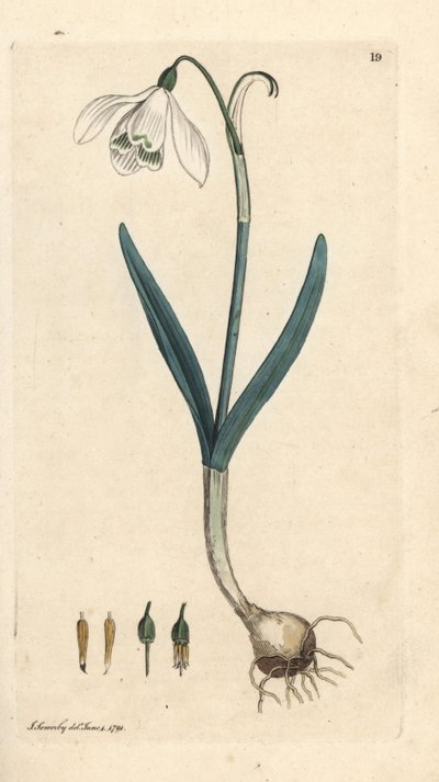 Schneeglöckchen, Galanthus nivalis. Handkolorierter Kupferstich nach einer Illustration von James Sowerby aus James Smith