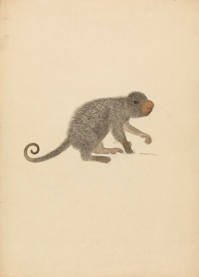Südamerikanisches Stachelschwein von James Sowerby