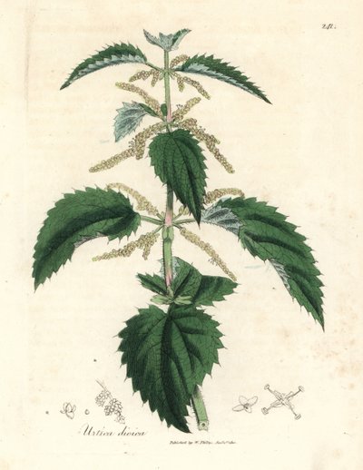 Brennnessel, Urtica dioica von James Sowerby