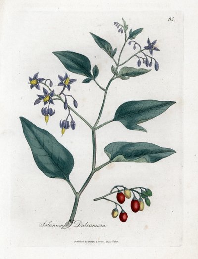 Bittersüßer Nachtschatten, Solanum dulcamara. Handkolorierter Kupferstich aus einer botanischen Illustration von James Sowerby aus William Woodville und Sir William Jackson Hooker