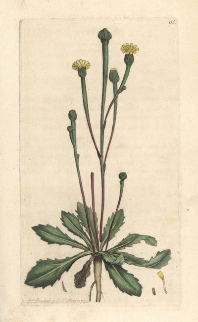 Zwerg-Lattich, Arnoseris minima. Handkolorierter Kupferstich nach einer Illustration von James Sowerby aus James Smith
