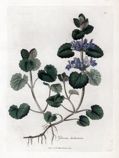 Efeu am Boden - Gundermann, Glechoma hederacea. Handkolorierte Kupferstichgravur aus einer botanischen Illustration von James Sowerby aus William Woodville und Sir William Jackson Hooker