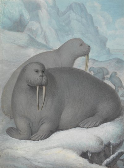 Walrosse mit Stoßzähnen von James Sowerby