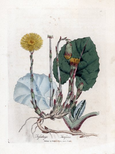 Tuslage oder kein Esel - Huflattich, Tussilago farfara. Handkolorierte Kupferstichgravur von James Sowerby aus William Woodville und Sir William Jackson Hooker