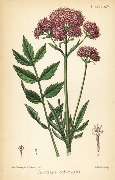 Baldrian, Valeriana officinalis von James Sowerby