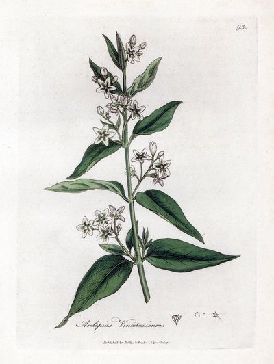 Schwalbenwurz, Asclepias vincetoxicum von James Sowerby