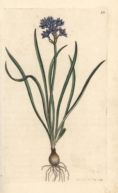 Frühlings-Blaustern, Scilla verna. Handkolorierter Kupferstich nach einer Illustration von James Sowerby aus James Smiths English Botany, London von James Sowerby