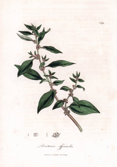 Mauerraute, Parietaria officinalis von James Sowerby