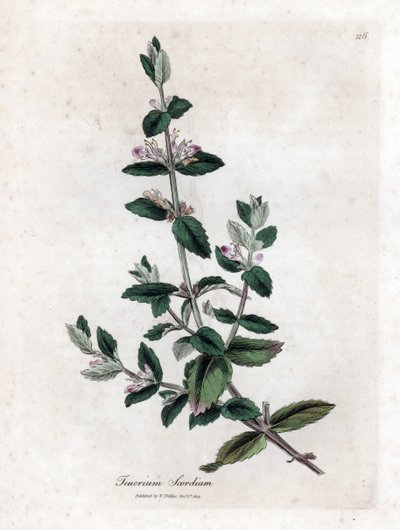 Wasser-Germandree - Wassergamander, Teucrium scordium. Handkolorierte Kupferstich-Illustration von James Sowerby aus William Woodville und Sir William Jackson Hookers „Medical Botany“, John Bohn, London von James Sowerby