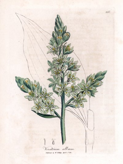Weißes Veratre (ehemals weißer Nieswurz) - Weißer Nieswurz, Veratrum album. Handkolorierte Kupferstichgravur von James Sowerby aus William Woodville und Sir William Jackson Hooker