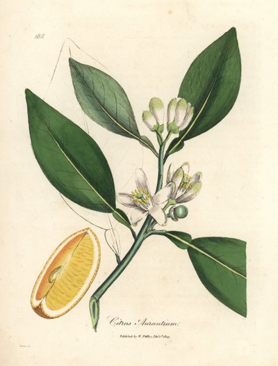 Weiße Blüte und reifer Fruchtabschnitt des Orangenbaums, Citrus aurantium von James Sowerby