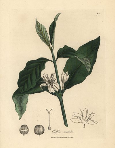 Weiße Blume, Blätter und Bohne der Kaffeepflanze, Coffea arabica von James Sowerby
