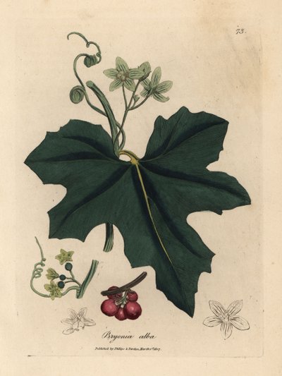 Weiße Zaunrübe, Bryonia alba von James Sowerby