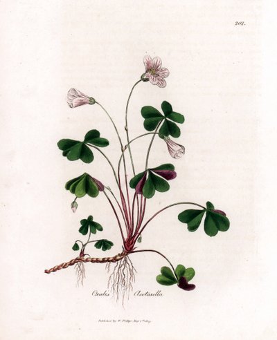 Waldsauerklee oder Waldoxalide - Woodsorrel, Oxalis acetosella. Handkolorierte Kupferstichgravur von James Sowerby aus William Woodville und Sir William Jackson Hooker