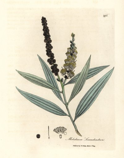 Gelbblühender Cajeputbaum, Melaleuca leucadendron von James Sowerby