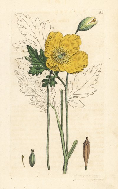Gelber oder Walisischer Mohn, Papaver cambricum (Gelber Mohn). Handkolorierte Kupferstichgravur nach einer Illustration von James Sowerby aus James Smith
