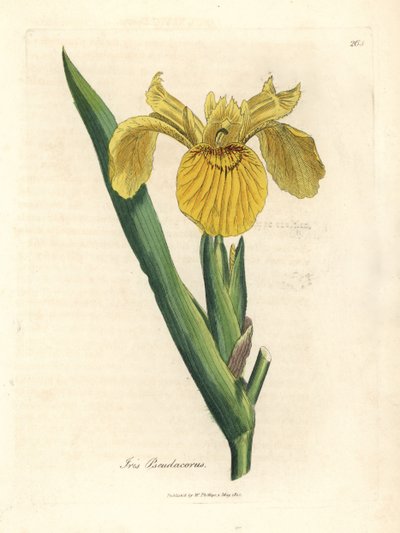 Gelbe Schwertlilie, Iris pseudocorus von James Sowerby