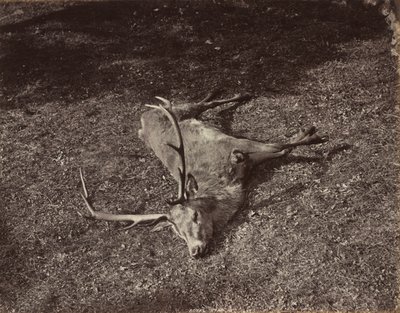 Der königliche Hirsch, ca. 1870 von James Valentine