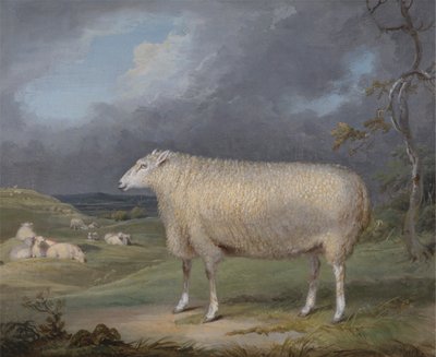 Eine Border-Leicester-Mutter von James Ward