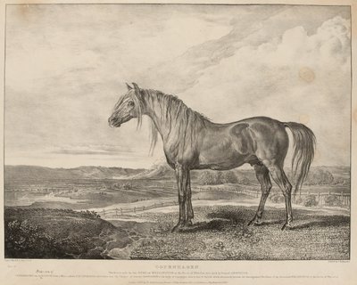 Kopenhagen, das Pferd, das der Herzog von Wellington in der Schlacht von Waterloo ritt, wurde von General Grosvenor gezüchtet, ca. 1824 von James Ward