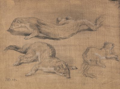 Frettchen von James Ward