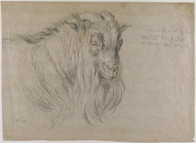 Studie des Kopfes eines Widders von James Ward