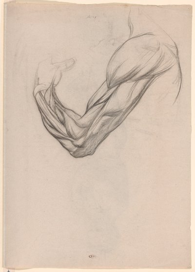 Anatomische Studie der Muskeln eines rechten Arms von Jan Veth