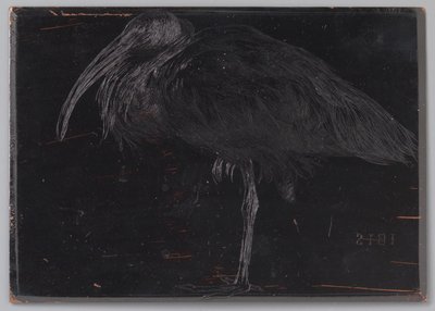Ibis von Jan Veth
