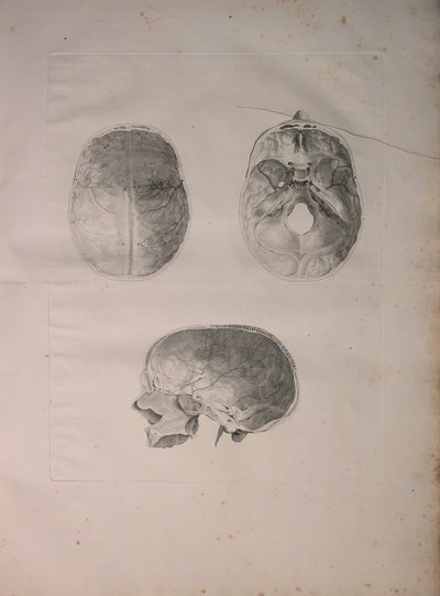 Albinus II, Tafel III, Schädelknochen, Illustration aus 