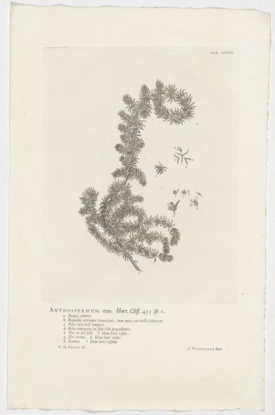 Anthospermum aethiopicum Anthospermum mas. Hort. Cliff. 455 sp. 1 von Jan Wandelaar